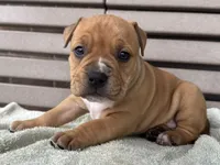 Glory, a female American Bully for sale in Ligonier, IN – 2 of 4