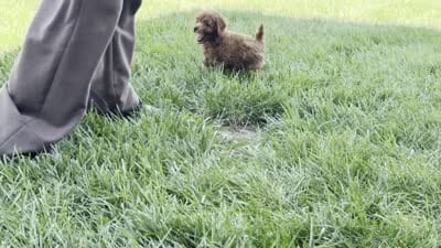Titus , a male Poodle - Miniature  for sale in Ligonier, IN – 5 of 5