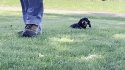 Dirk, a male Dachshund for sale in Ligonier, IN – 4 of 4