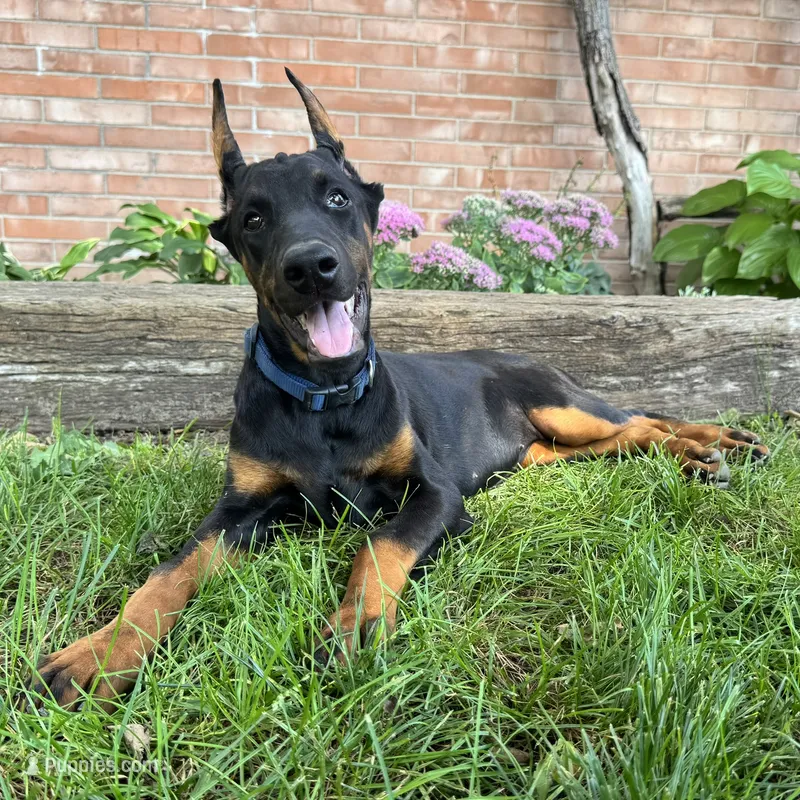Amika – Doberman Pinscher puppy for sale in Ligonier, IN