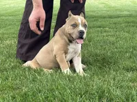 Faye, a female American Bully for sale in Ligonier, IN – 6 of 10