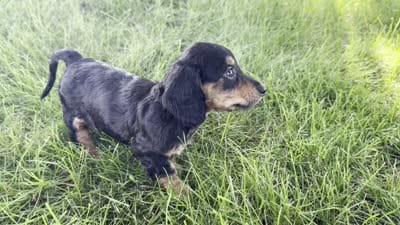 Dirk, a male Dachshund for sale in Ligonier, IN – 6 of 6
