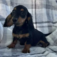 Devo, a male Dachshund for sale in Ligonier, IN – 2 of 4