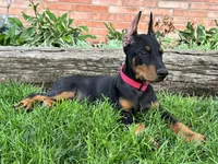 Achilles, a male Doberman Pinscher for sale in Ligonier, IN – 4 of 6