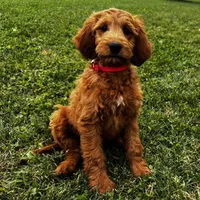 Ginger, a female Irish Doodle for sale in Ligonier, IN – 3 of 4