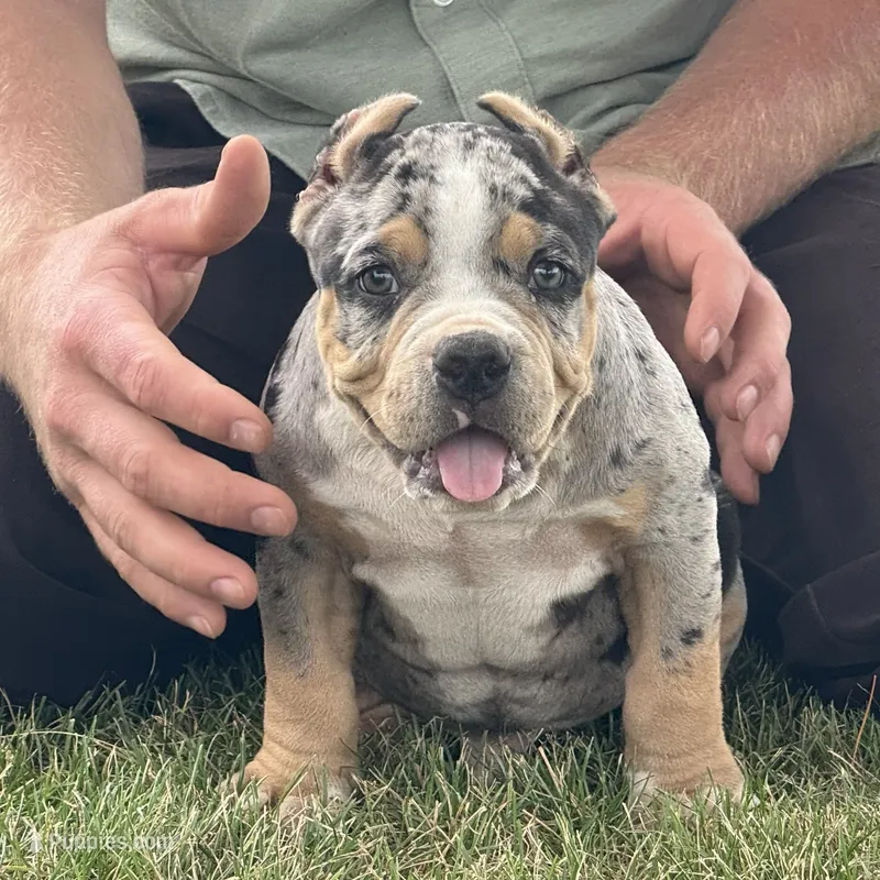 Havoc – American Bully puppy for sale in Ligonier, IN