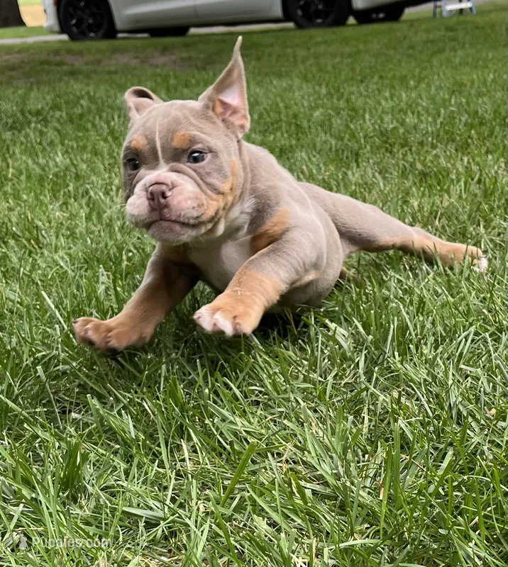 Violet – English Bulldog, Olde English Bulldogge puppy for sale in Ligonier, IN