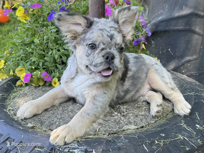 Faron – French Bulldog puppy on hold in Ligonier, IN