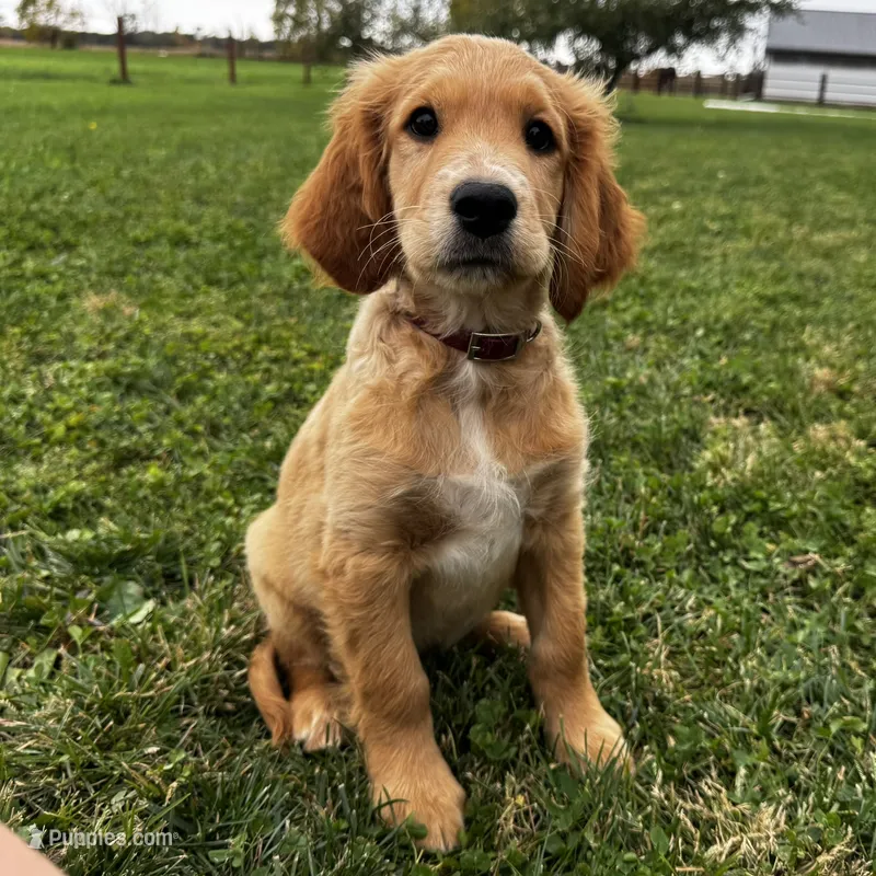 Teddy – Irish Doodle puppy for sale in Ligonier, IN