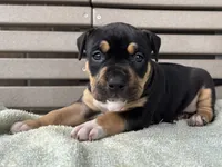 Gia, a female American Bully for sale in Ligonier, IN – 1 of 4