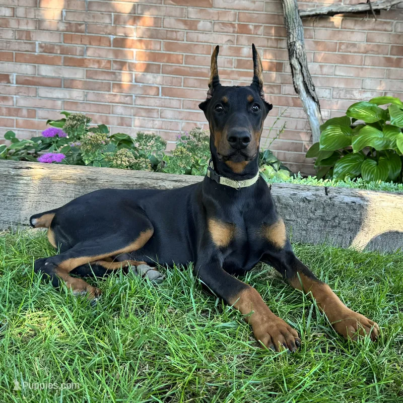 Zorro – Doberman Pinscher puppy for sale in Ligonier, IN