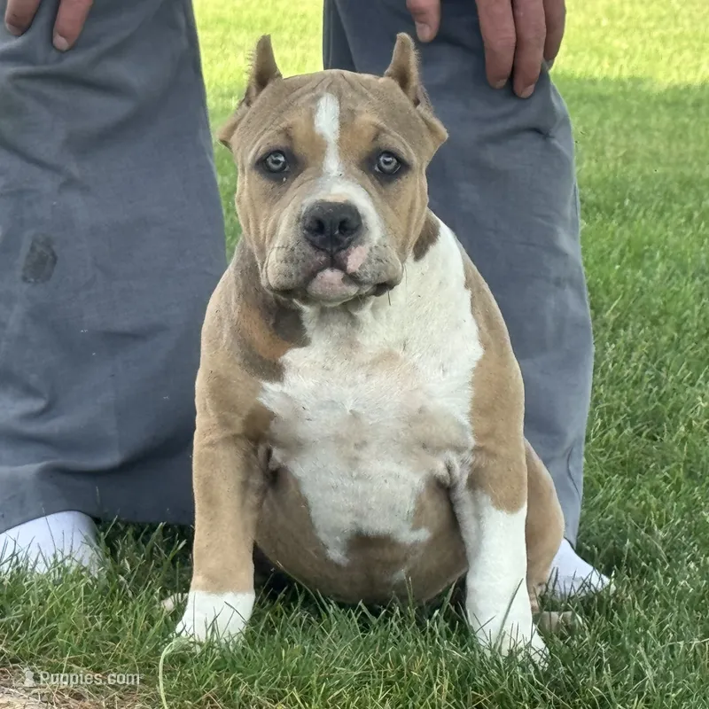 Faye – American Bully puppy for sale in Ligonier, IN