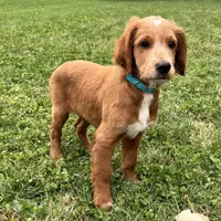 Waldo, a male Irish Doodle for sale in Ligonier, IN – 4 of 5