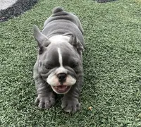Tatum , a female English Bulldog and Olde English Bulldogge for sale in Ligonier, IN – 3 of 3