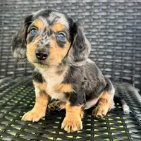 Dominic , a male Dachshund for sale in Ligonier, IN – 3 of 6