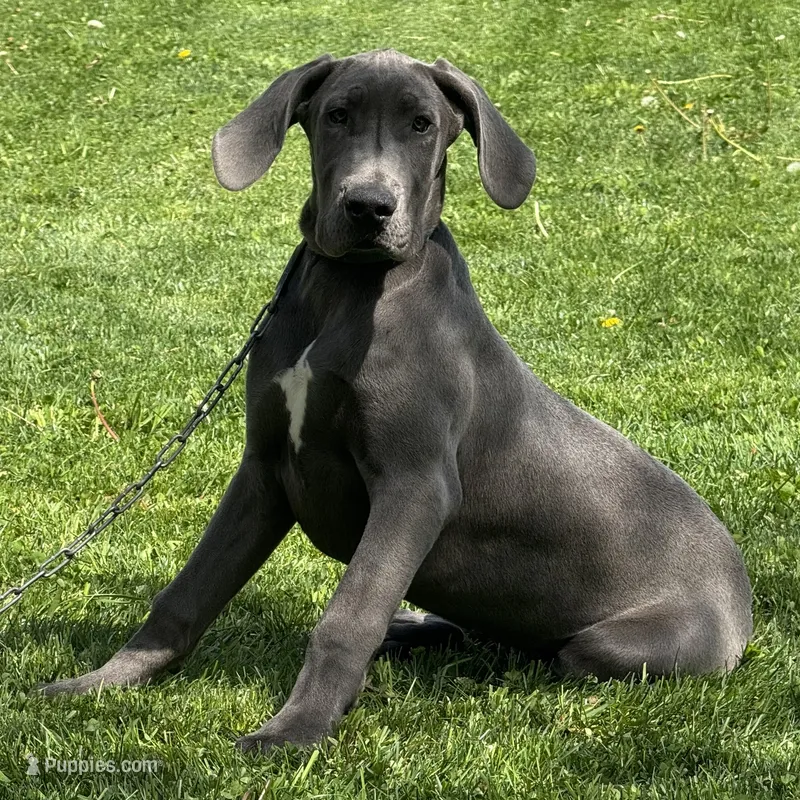 Gray – Great Dane puppy for sale in Ligonier, IN