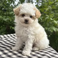 Gage, a male Poodle - Miniature  for sale in Ligonier, IN – 2 of 5