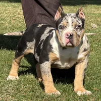 Emmy, a female American Bully for sale in Ligonier, IN – Photo 4 of 6