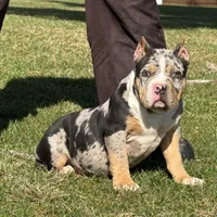 Emmy, a female American Bully for sale in Ligonier, IN – Photo 2 of 6
