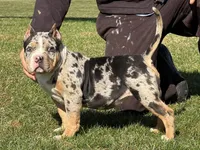 Emmy, a female American Bully for sale in Ligonier, IN – Photo 5 of 6