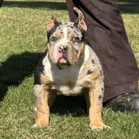 Emmy, a female American Bully for sale in Ligonier, IN – Photo 3 of 6