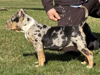 Emmy, a female American Bully for sale in Ligonier, IN – Photo 6 of 6