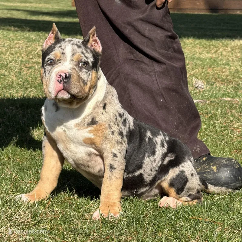 Emmy – American Bully puppy for sale in Ligonier, IN