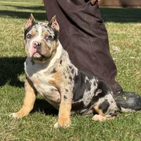 Emmy, a female American Bully for sale in Ligonier, IN – Photo 1 of 6