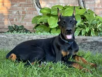 Amika, a male Doberman Pinscher for sale in Ligonier, IN – 4 of 5