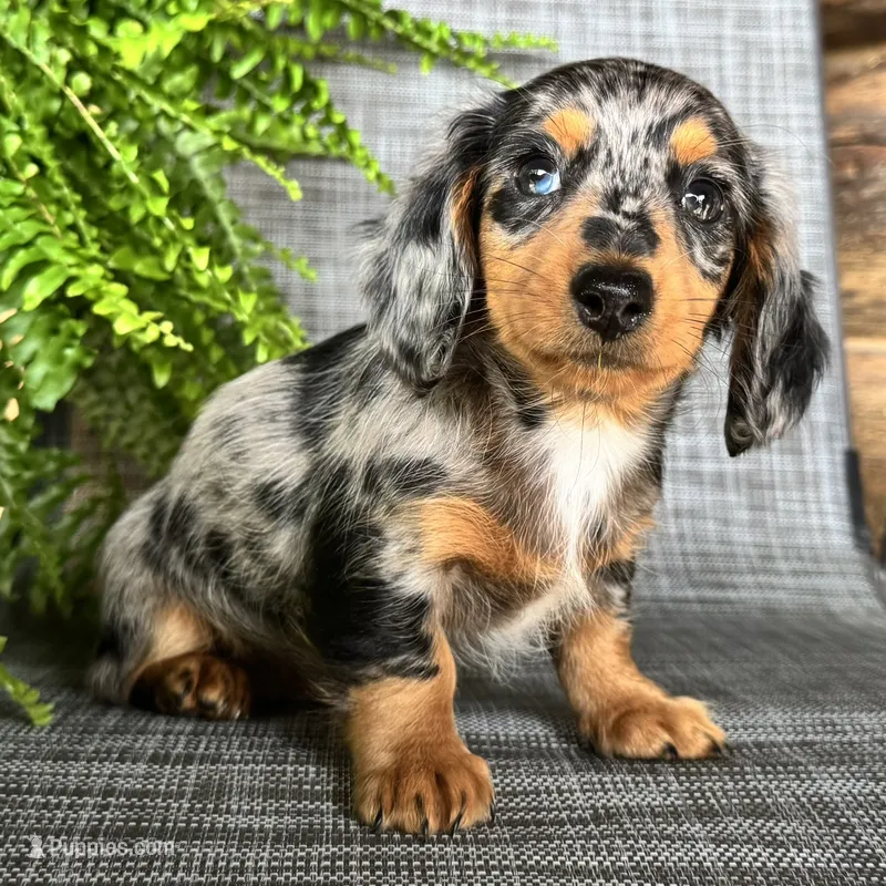 Sadie – Dachshund puppy for sale in Ligonier, IN