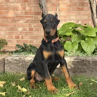 Briar, a female Doberman Pinscher for sale in Ligonier, IN – 4 of 5