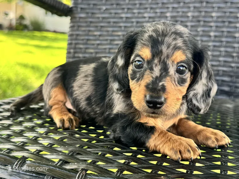 Dexter – Dachshund puppy for sale in Ligonier, IN