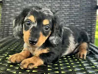 Duke, a male Dachshund for sale in Ligonier, IN – 2 of 5