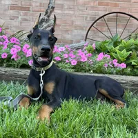 Zorro, a male Doberman Pinscher for sale in Ligonier, IN – 4 of 5