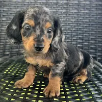 Dexter, a male Dachshund for sale in Ligonier, IN – 2 of 5
