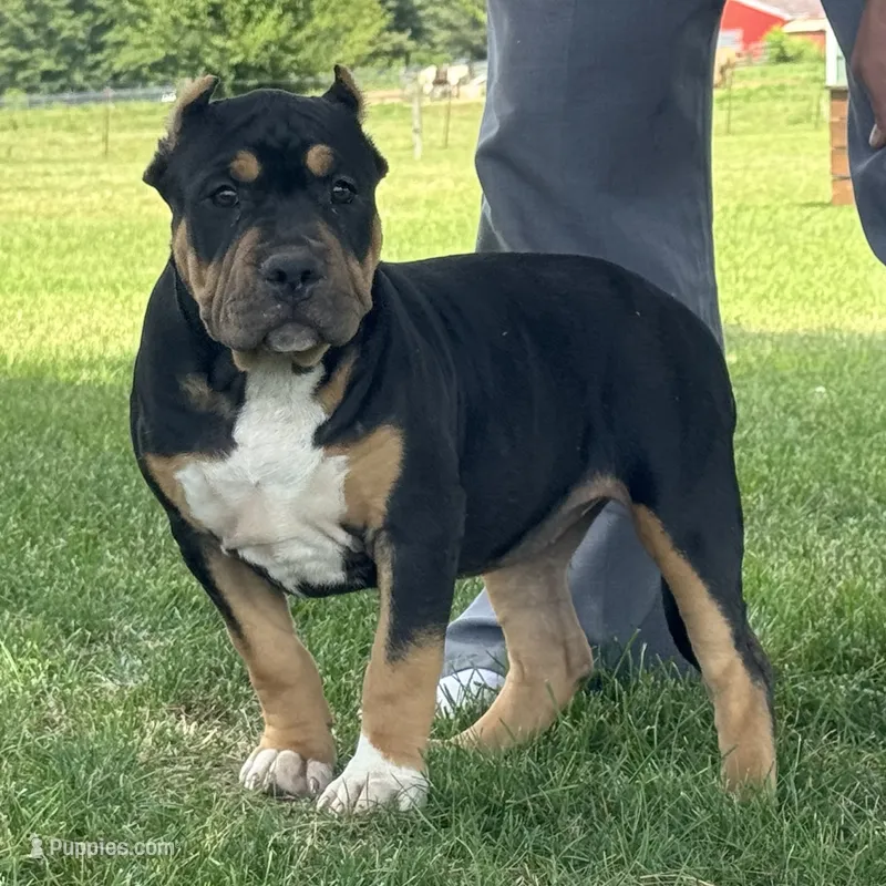 Gia – American Bully puppy for sale in Ligonier, IN