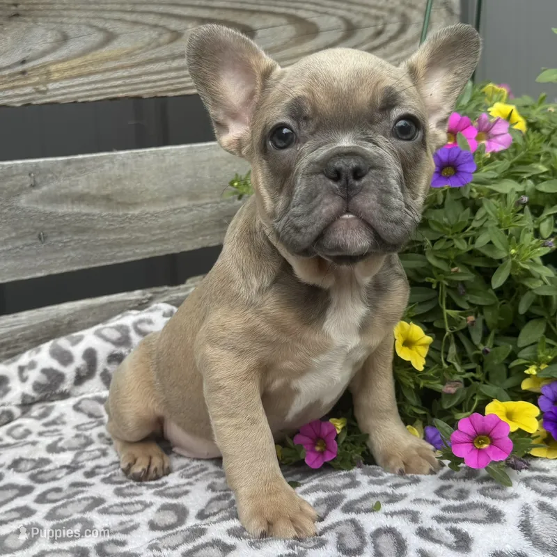 Fancy – French Bulldog puppy for sale in Ligonier, IN