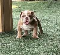 Tessa, a female English Bulldog and Olde English Bulldogge for sale in Ligonier, IN – 1 of 3