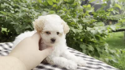Gage, a male Poodle - Miniature  for sale in Ligonier, IN – 5 of 5