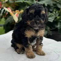 Finn, a male Poodle - Miniature  for sale in Ligonier, IN – 2 of 5