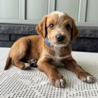 Waldo, a male Irish Doodle for sale in Ligonier, IN – 2 of 5