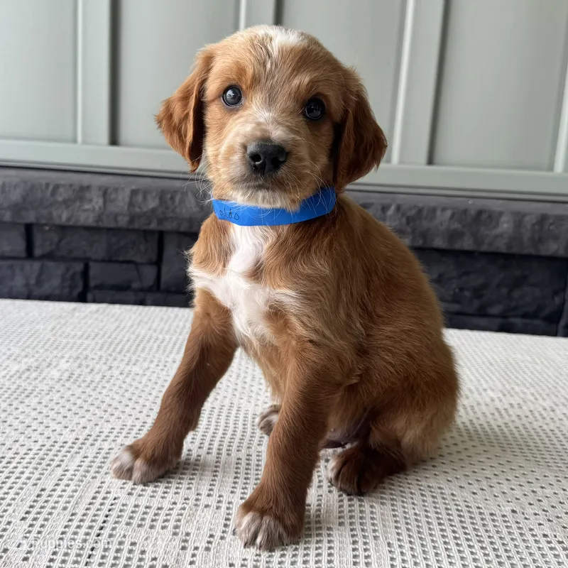 Waldo – Irish Doodle puppy for sale in Ligonier, IN