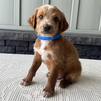 Waldo, a male Irish Doodle for sale in Ligonier, IN – 1 of 5