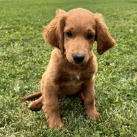 Copper, a male Irish Doodle for sale in Ligonier, IN – 2 of 3