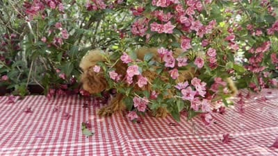 Margie, a female Cavapoo for sale in Ligonier, IN – 4 of 4