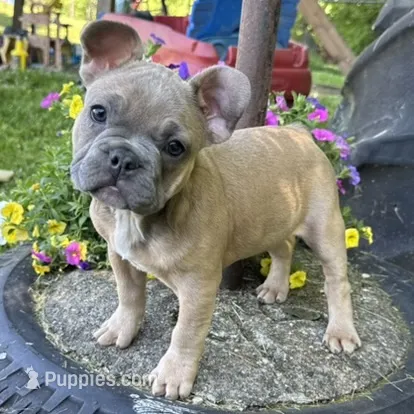 Fancy – French Bulldog puppy for sale in Ligonier, IN