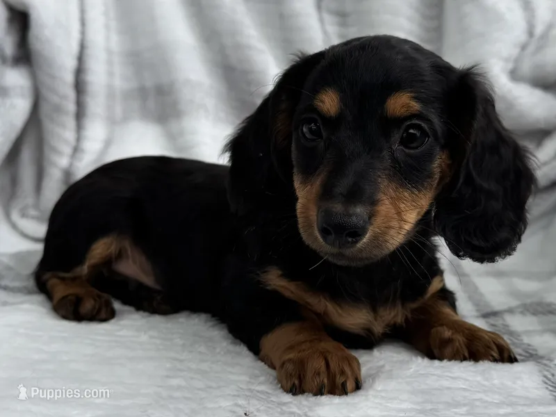 Devo – Dachshund puppy for sale in Ligonier, IN