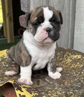 Nora, a female English Bulldog and Olde English Bulldogge for sale in Ligonier, IN – 6 of 7