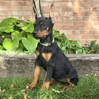Bella, a female Doberman Pinscher for sale in Ligonier, IN – 3 of 5