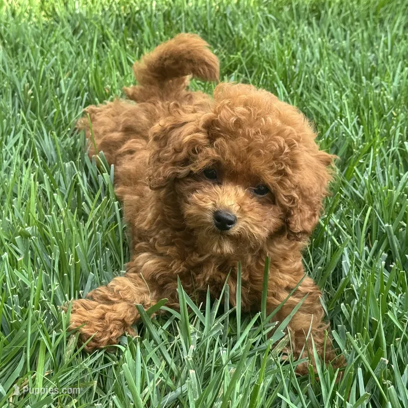 Tank – Poodle - Miniature  puppy for sale in Ligonier, IN
